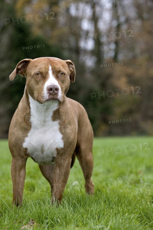 American Staffordshire Terrier in garden