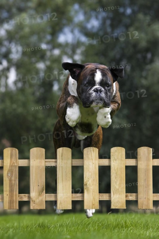 Boxer dog