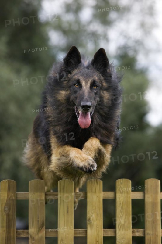 Belgian Shepherd Tervuren