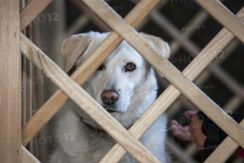 Golden retriever dog looking through barrier