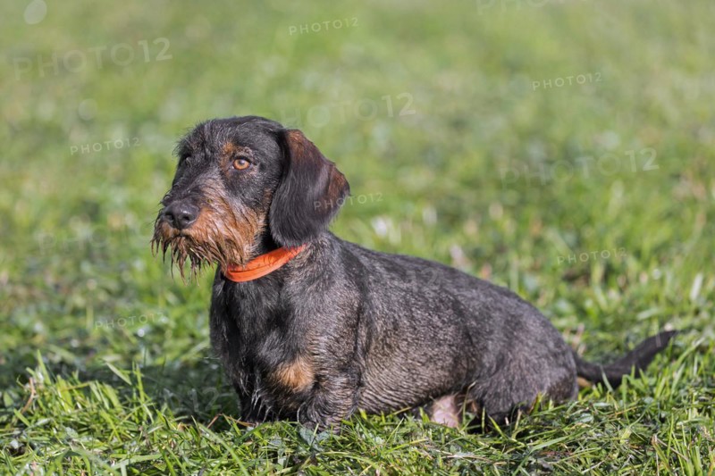 Wire-haired dachshund