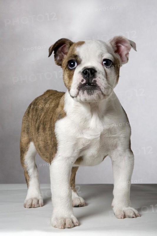 English bulldog