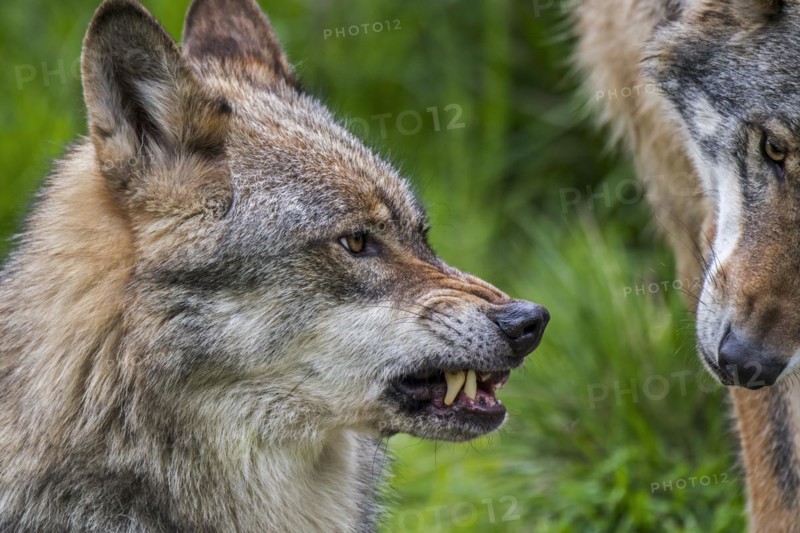 Angry