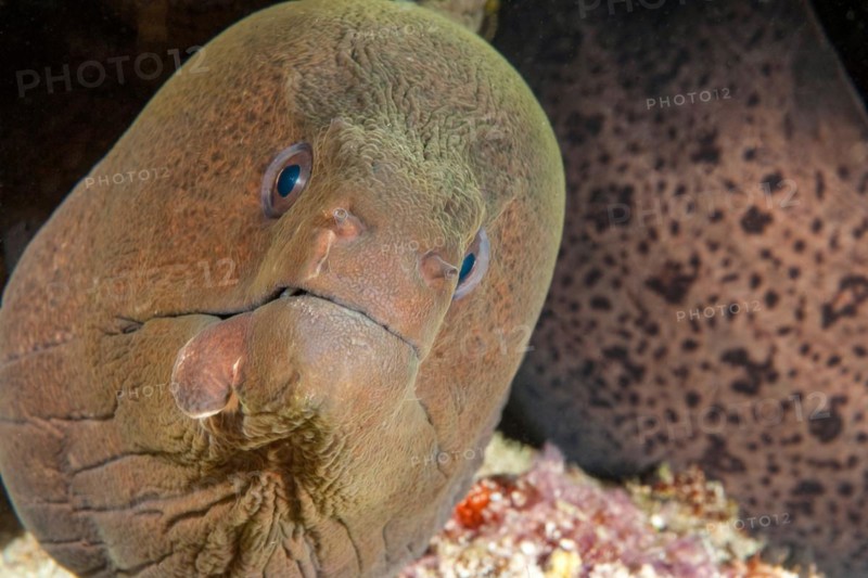 Moray giant moray
