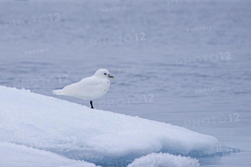 Ivory gull