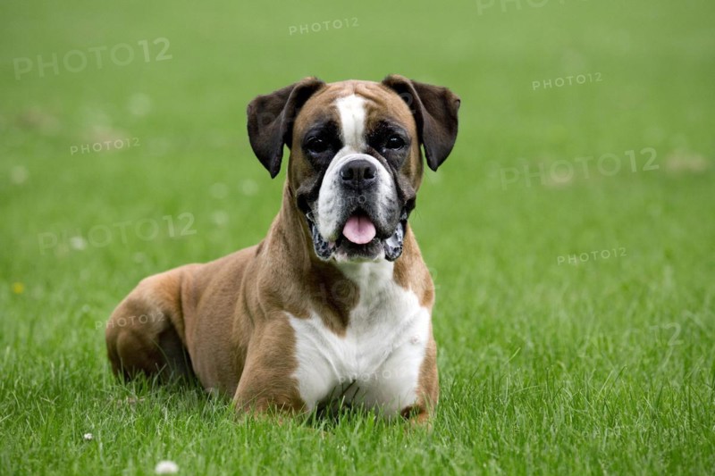Close up of Boxer dog