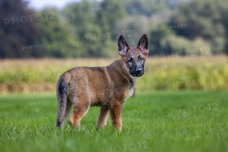 German shepherd dog
