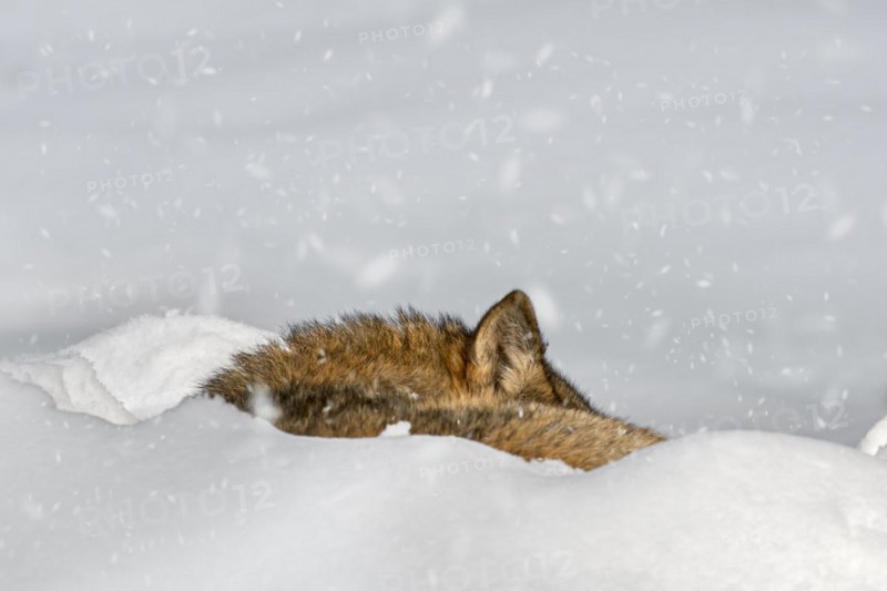 Close up of gray wolf