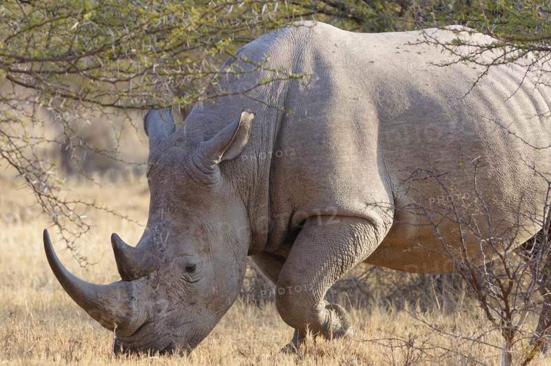 White rhinoceros