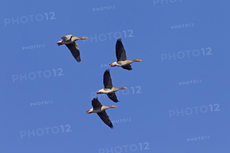 Greylag Geese