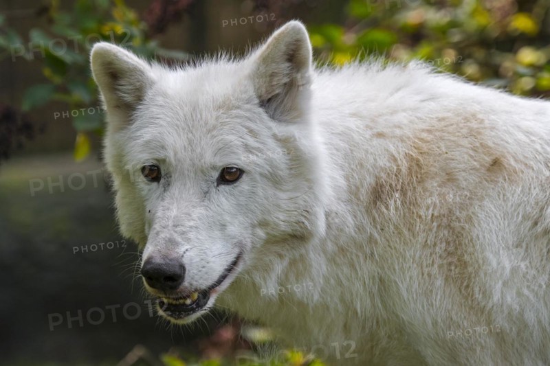 Hudson Bay wolf