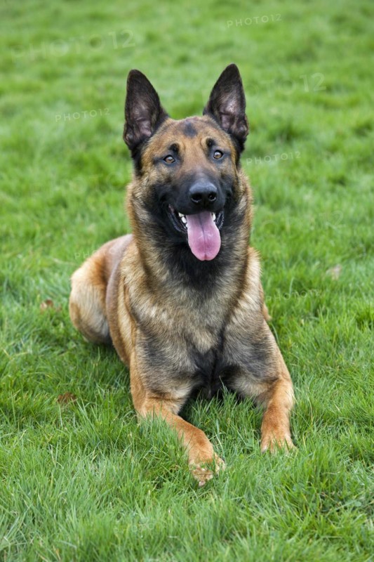 Belgian Shepherd Dog