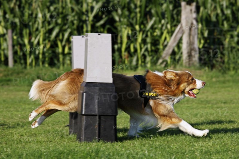 Border Collie