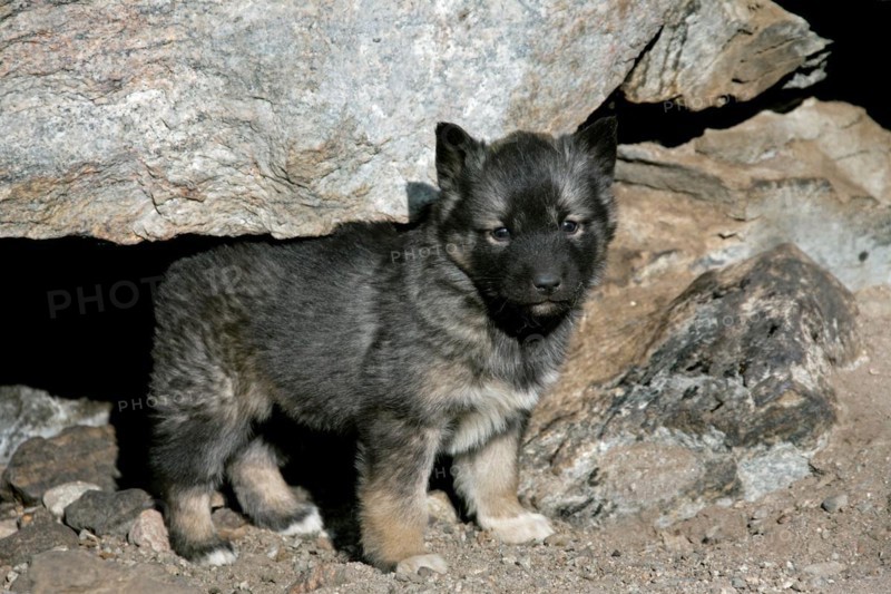 Greenland dog