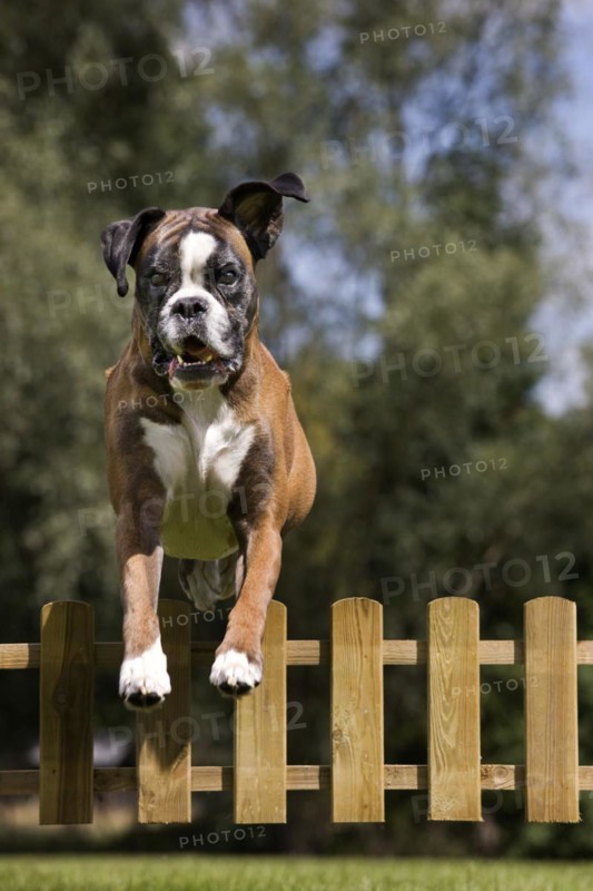 Boxer dog