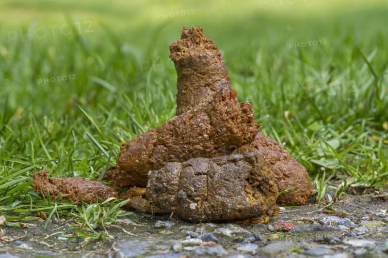 Close up of fresh dog poop on garden lawn