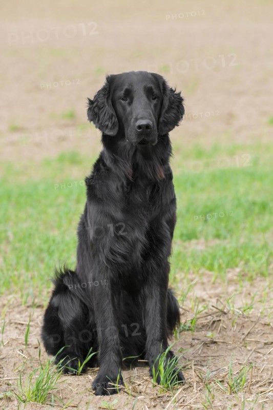 Black flat-coated retriever sitting in field