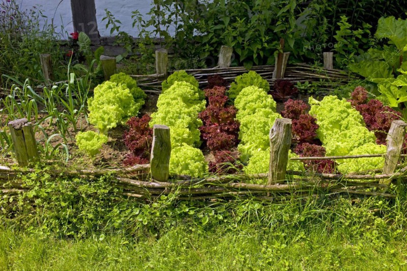Lettuce cultivation in the open-air museum Klockenhagen