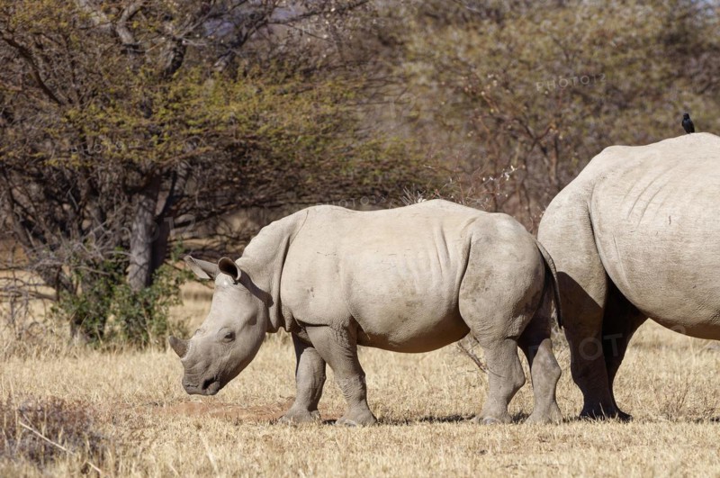 White rhinoceroses