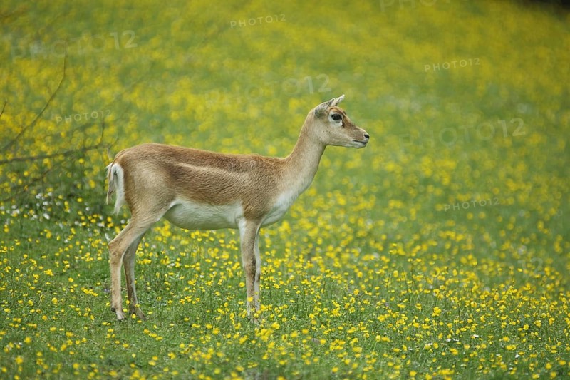 Antelope cervicapra