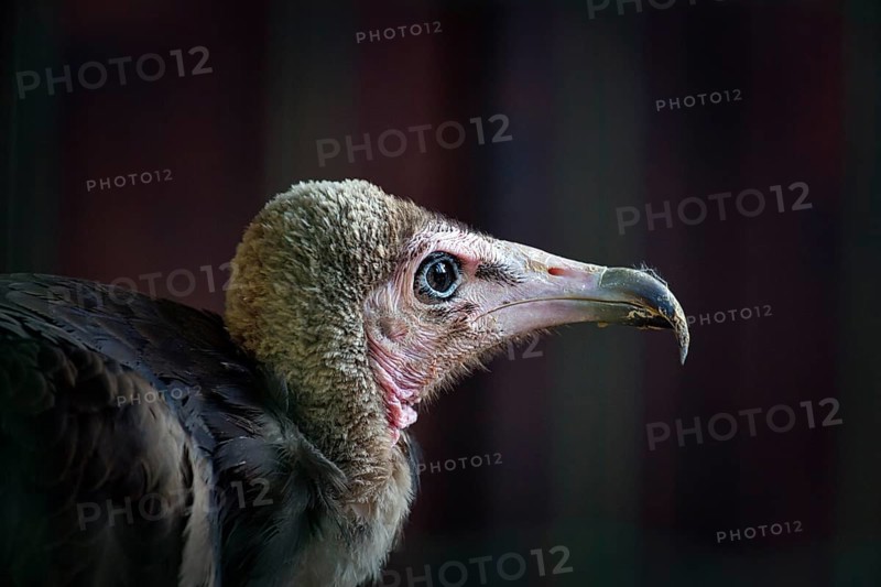 Hooded vulture