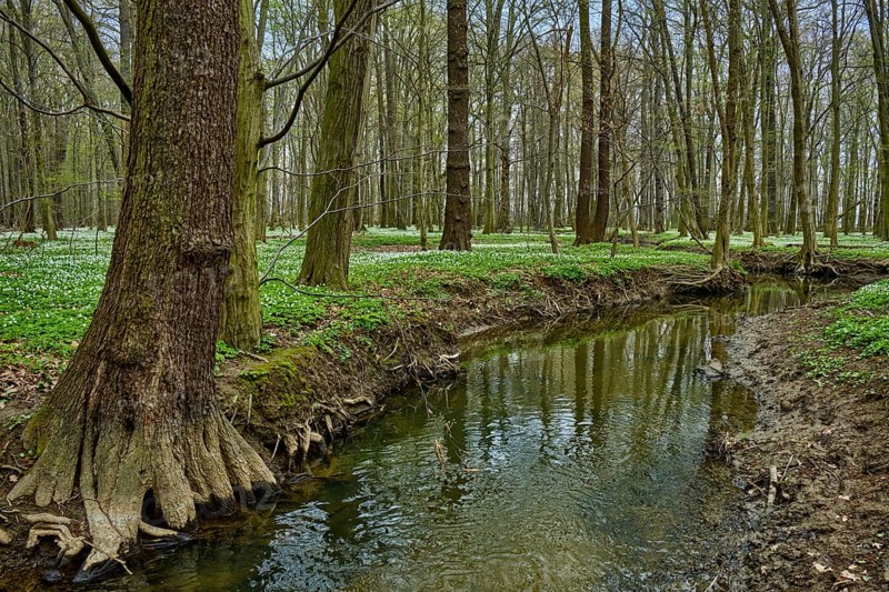 The Lasker Auenwald nature reserve in the Sorbian settlement area in spring
