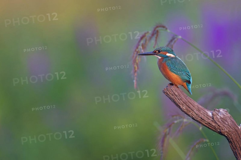 Common kingfisher
