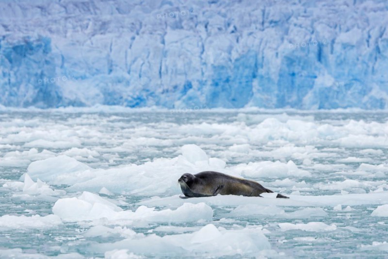 Bearded seal