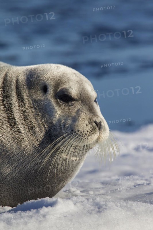Bearded seal