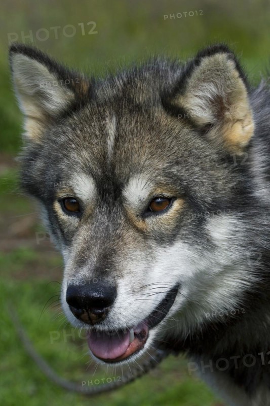 Greenland dog