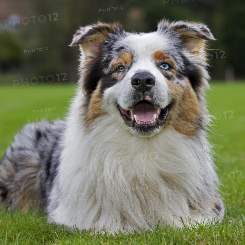 Australian Shepherd dog