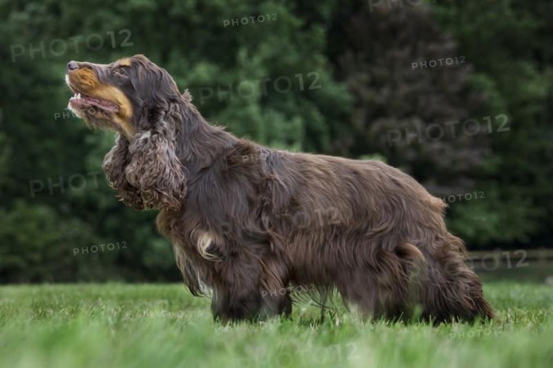 English Cocker Spaniel
