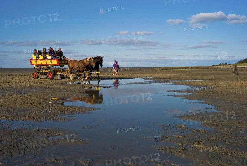 A tidal flat wagon returning from Neuwerk