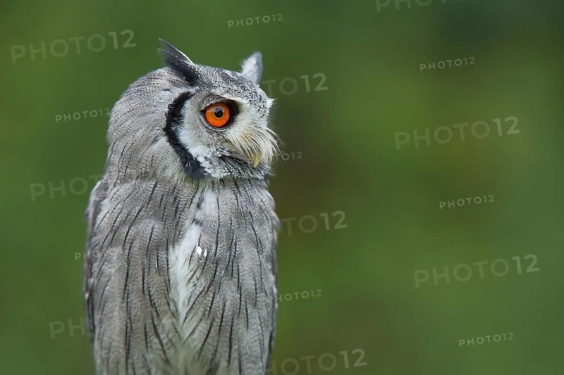 Southern white-faced owl