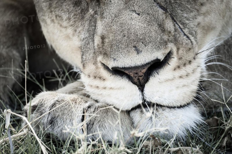 Lioness