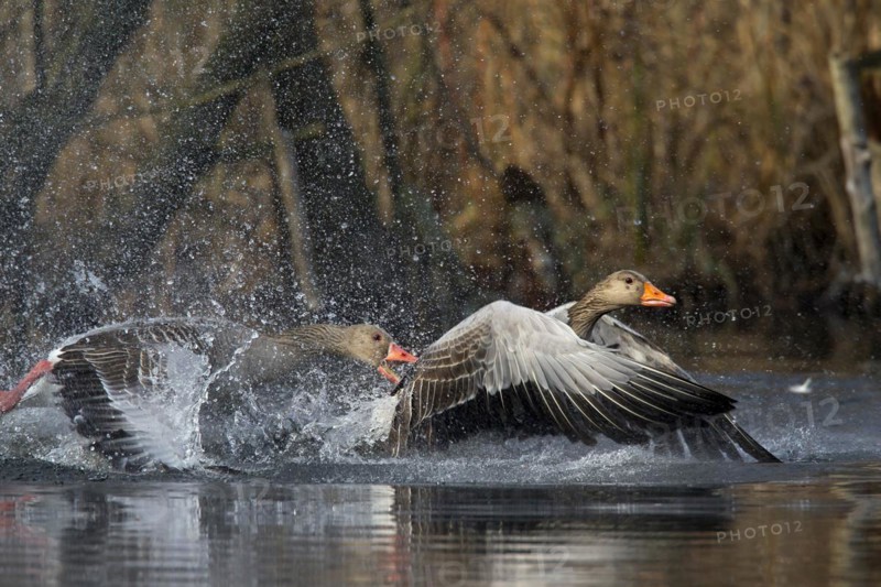Greylag goose