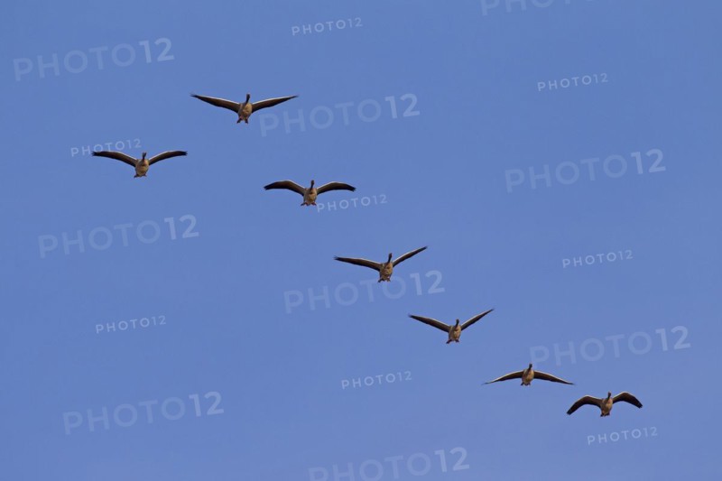 Migrating greylag goose