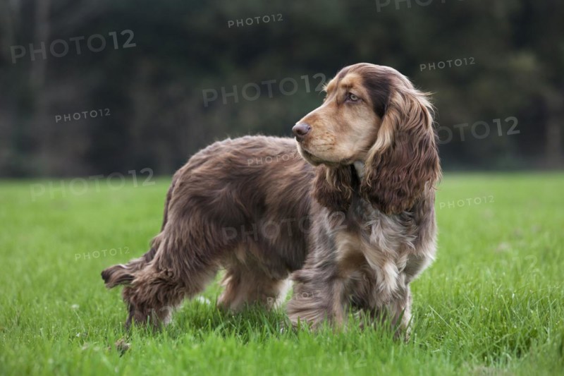 English Cocker Spaniel in garden