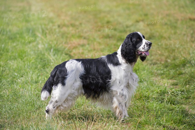 English Springer Spaniel