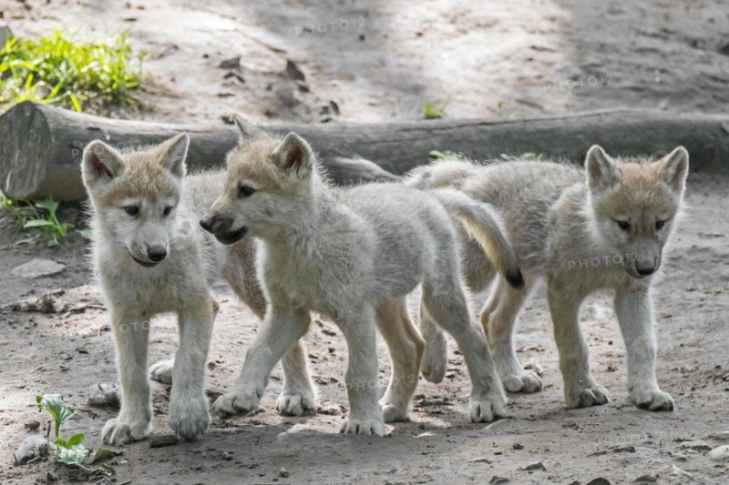 Hudson Bay wolves
