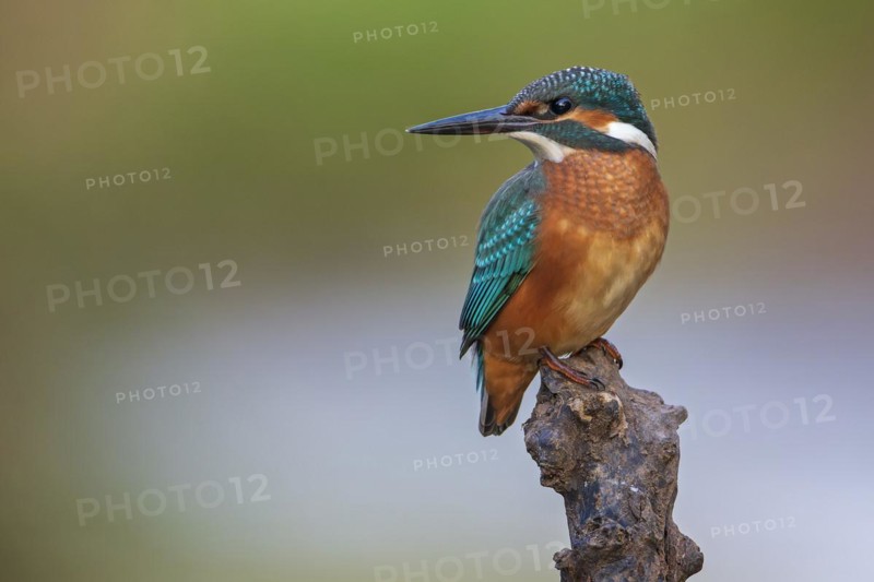 Common kingfisher