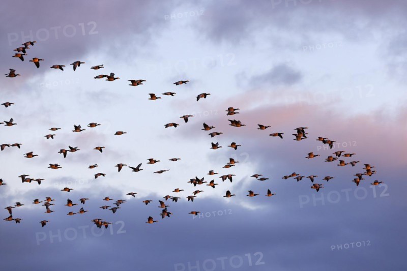 Barnacle Geese
