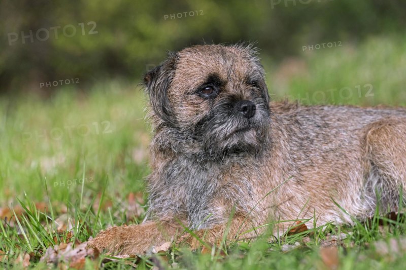 Grizzled border terrier lying in garden. British dog breed of small