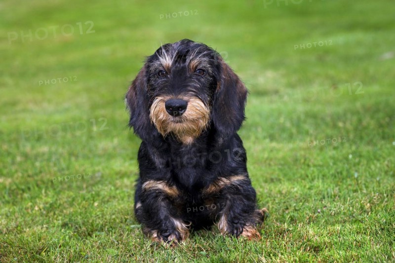 Wire-haired