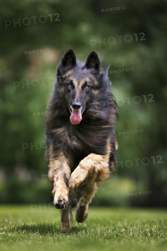 Belgian Shepherd Tervuren