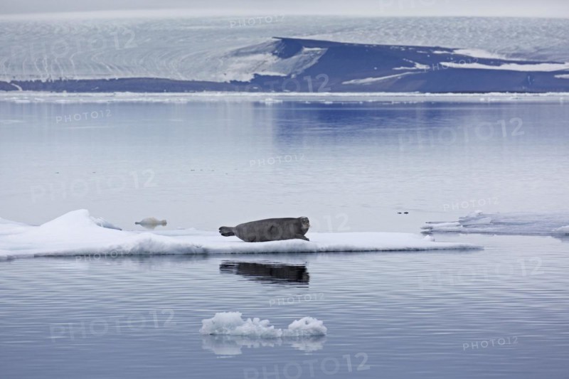 Bearded seal