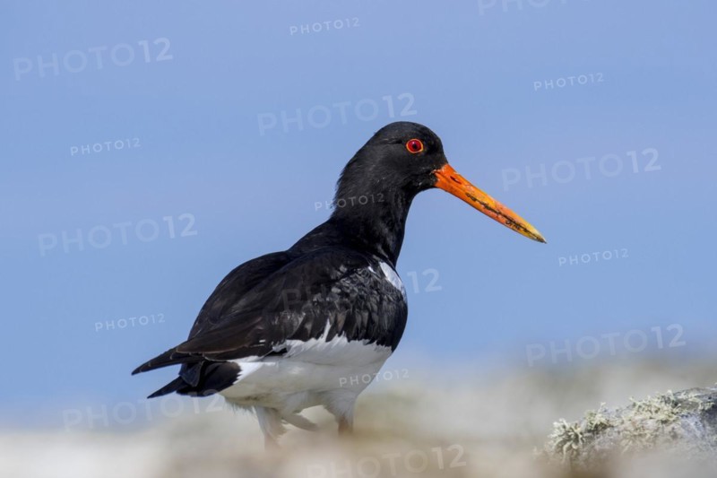 Common pied oystercatcher
