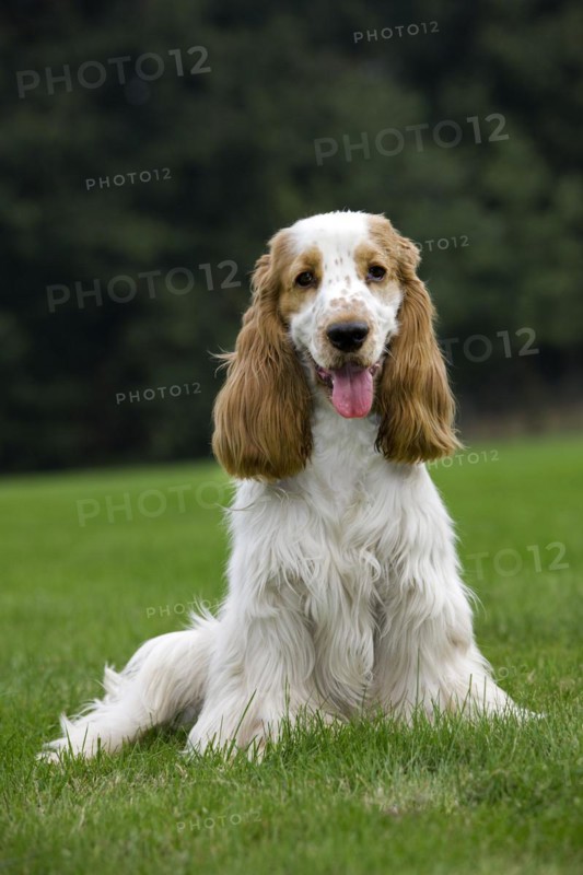 English Cocker Spaniel