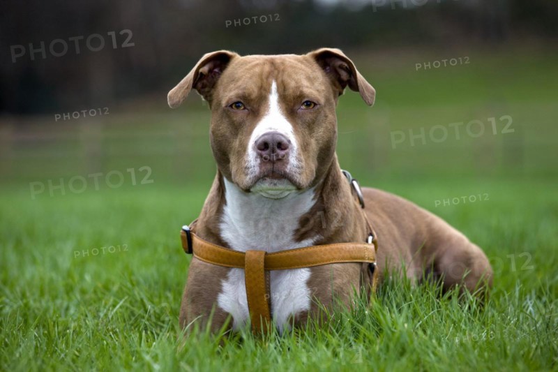American Staffordshire Terrier wearing dog harness in garden