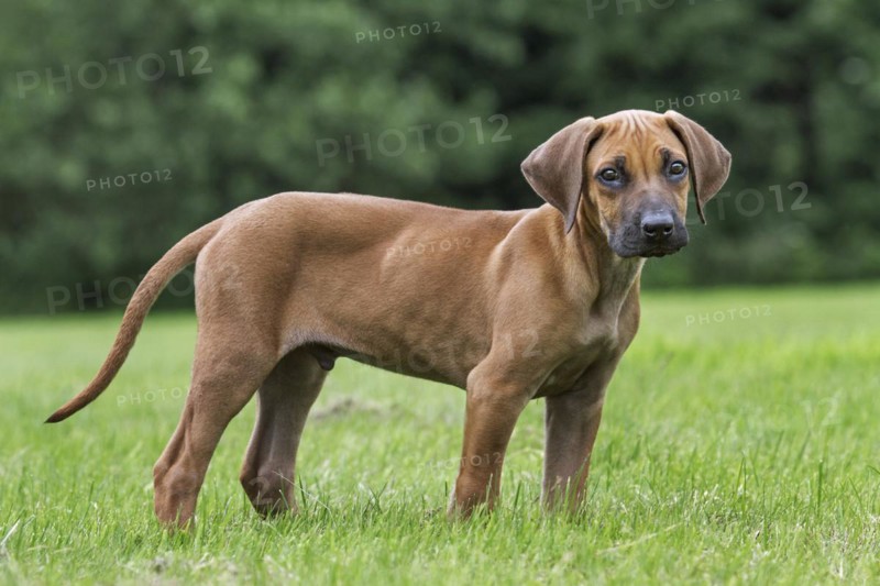 Rhodesian Ridgeback